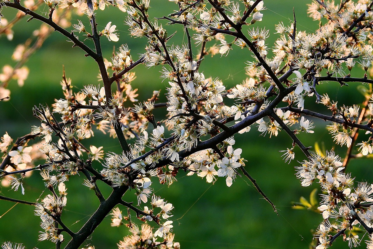延安新區(qū)蓬勃發(fā)展揭秘，未來(lái)之城的最新動(dòng)態(tài)與消息速遞